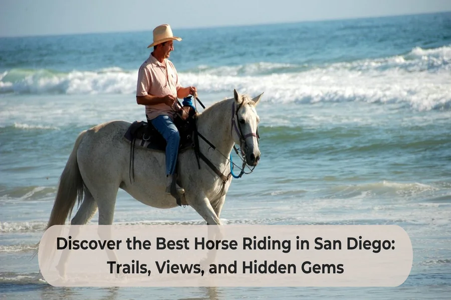 Discover the Best Horse Riding in San Diego: Trails, Views, and Hidden Gems
