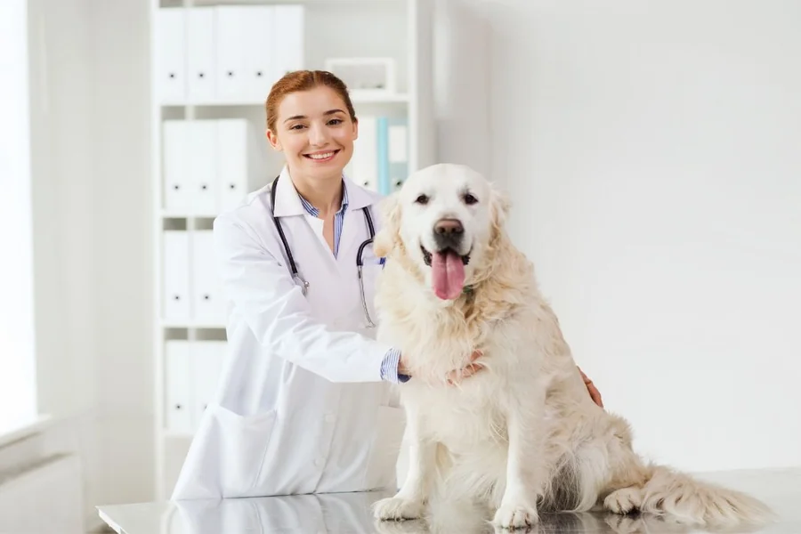 4 Benefits Of Choosing A Full Service Animal Hospital