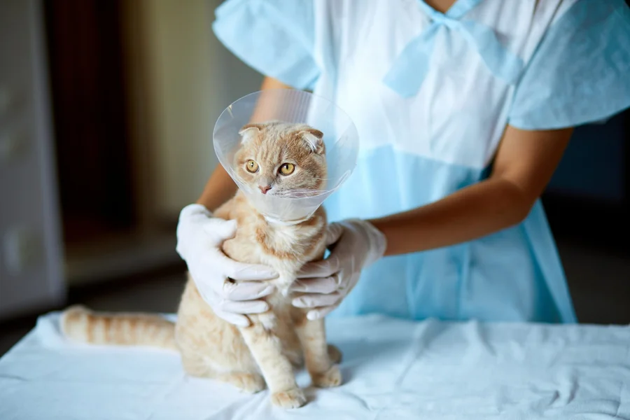 The Importance of Spay and Neuter Services at Cat Clinics