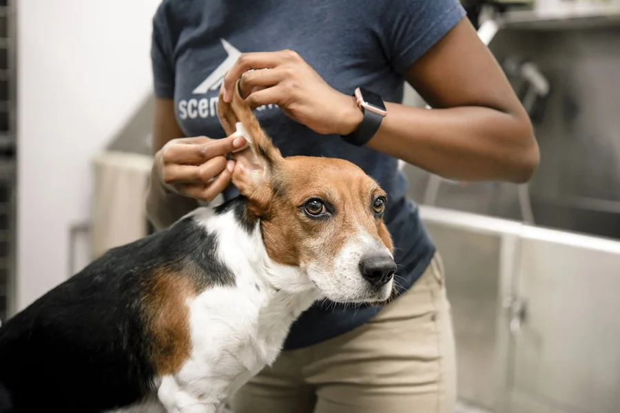 The Role Of Preventive Care In Small Animal Veterinary Medicine