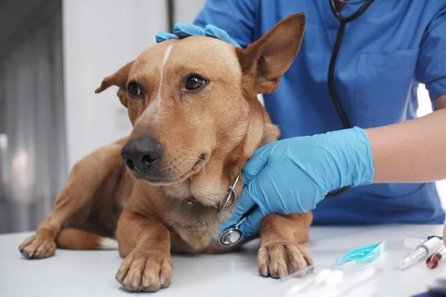 Why Veterinary Hospitals Play A Crucial Role In Community Pet Health