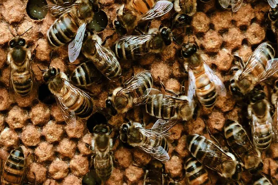 Honey Bee Swarms in Morris County: What Homeowners Should Know