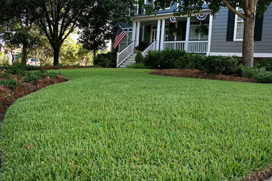 Why Sir Grange Zoysia Outperforms Other Lawn Varieties